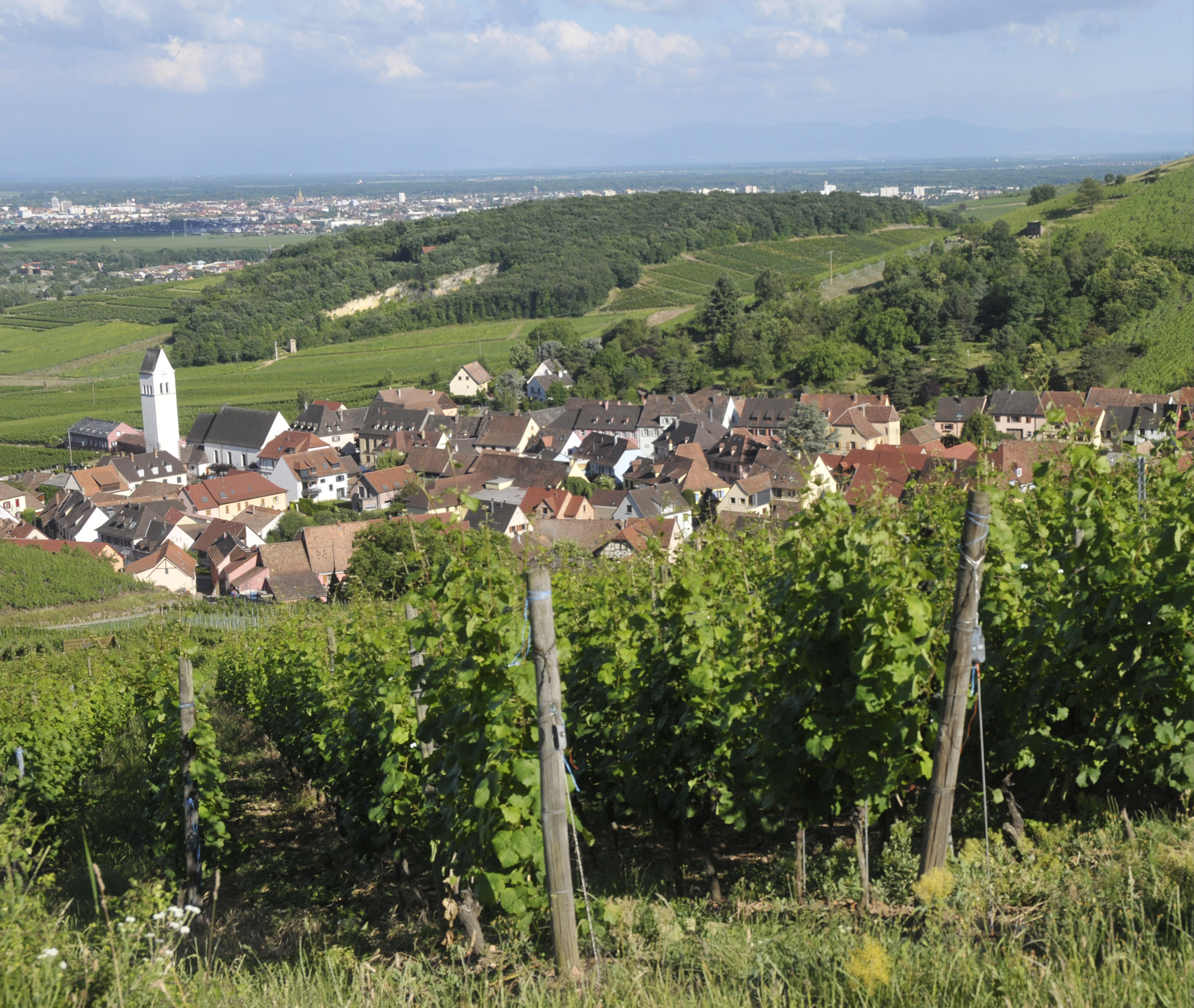 Alsaces smukt bugtende vinlandskab omfatter i alt 51 Grand Cru-vinmarker. Foto: Mariette Tiedemann.