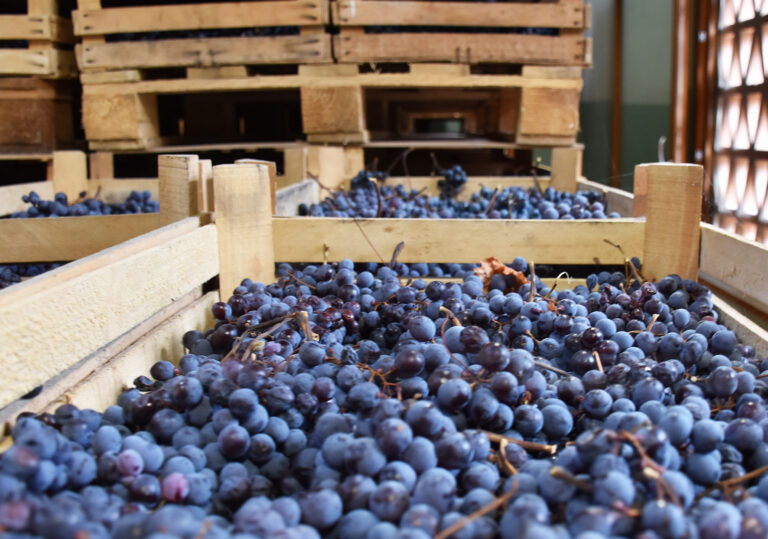 Amarone