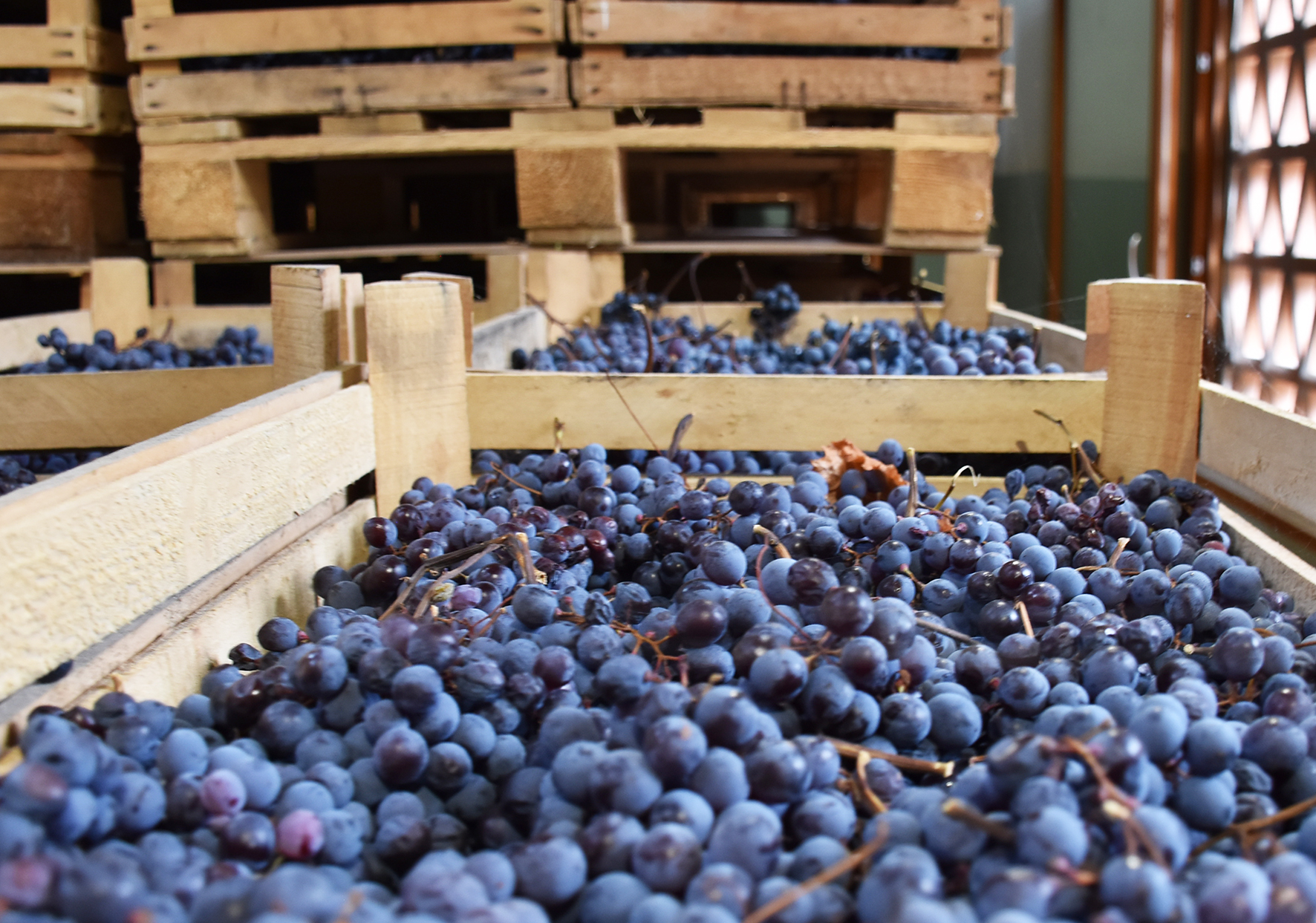 Druerne til Amarone tørres i store flade kasser.