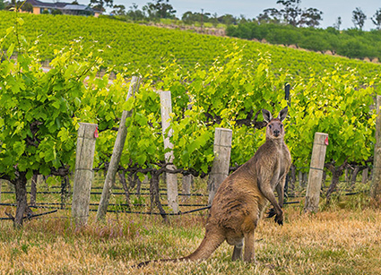 En kænguru på besøg ved en vinmark i det australske McLaren Vale. Foto: Tourism South Australia.