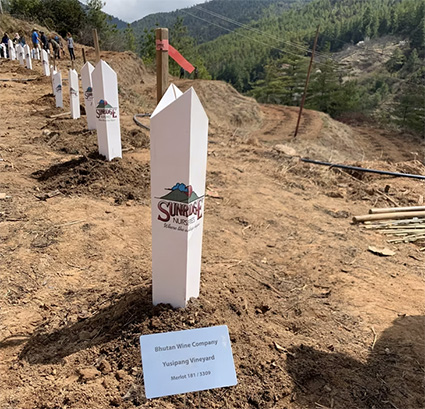 Yusipang vinmarken var den første mark i Bhutan, som Bhutan Wine Company plantede højt oppe i bjergene i 2019. Hylstrene beskytter de små nye vinplanter, der i dag bærer Merlot-druer.
