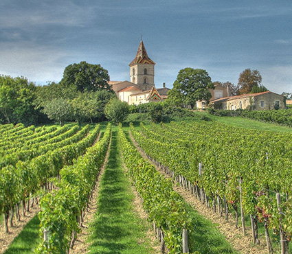 En vinmark i Blaye i Bordeaux. Foto: Wikipedia/Michael Clarke.