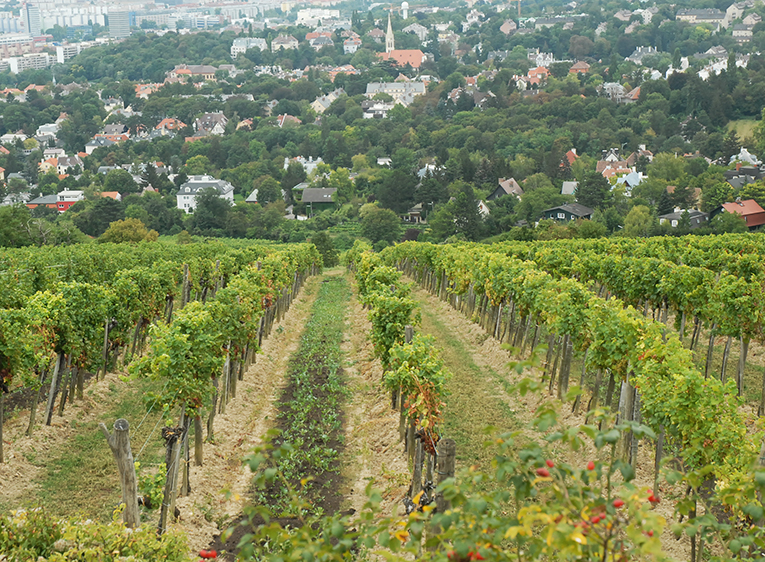 En vinmark med udsigt over den østrigske hovedstad Wien. Foto: Mariette Tiedemann.
En fjerdedel af vinmarkerne er økologiskeDel på Facebook
Østrig har nået en milepæl, når det gælder økologisk dyrkede vinmarker. Ifølge det østrigske landbrugsministerium er det økologisk certificerede markareal nu for første gang oppe på 10.432 hektar.
Det svarer til 24% af landets totale vinmarksareal, hvilket er en meget stor andel sammenlignet med andre førende vinlande.
Derudover er en fjerdedel af det samlede areal certificeret som Nachhaltig Austria - en bæredygtigheds-certificering, der blev etableret i 2015, og som kun kan opnås, hvis vinproducenten opfylder hele 380 forskellige kriterier.

E