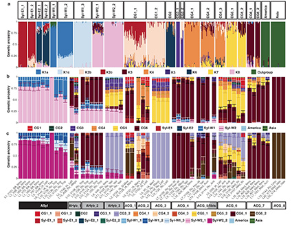 Festligt ser det ud, men det er en illustration over druers genetiske  profiler fra forskernes rapport.