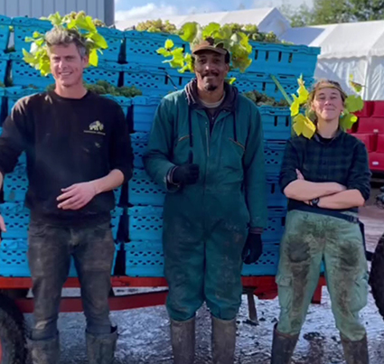 Glade høstarbejdere hos Saffron Grange Vineyard i Essex.
