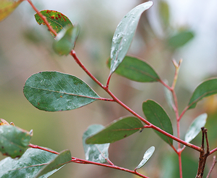 Eucalyptus