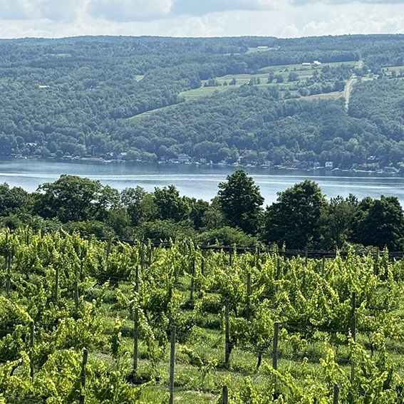 Finger Lakes byder på smukke vinlandskaber og et behageligt klima. Foto: Finger Lakes Wine Alliance.