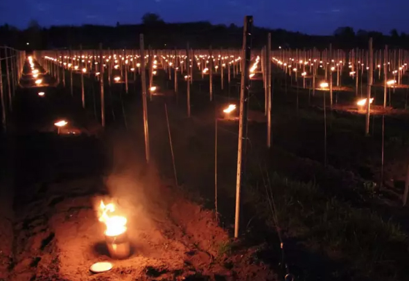 Når frosten sætter ind, forsøger vinproducenterne blandt andet med fakler at vise den vintervejen. Foto: © Schloss Wacherbar.