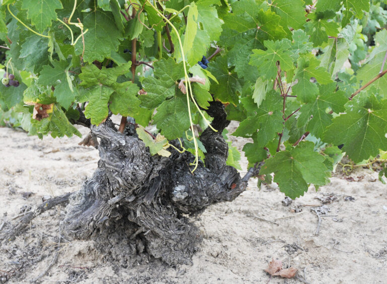 GammelRiberadelDuero