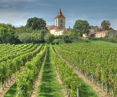 Vinmarker i Blaye i Bordeaux. Foto: Wikipedia/Michael Clarke.
