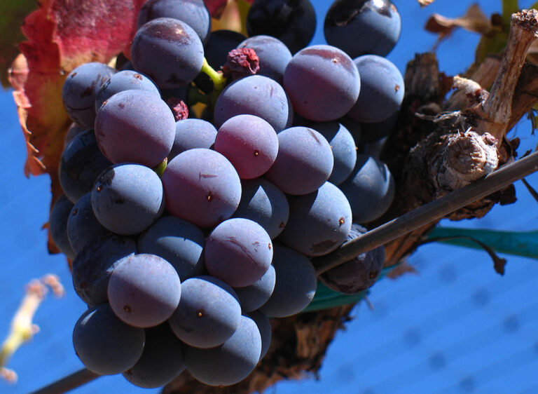GrenacheNoir