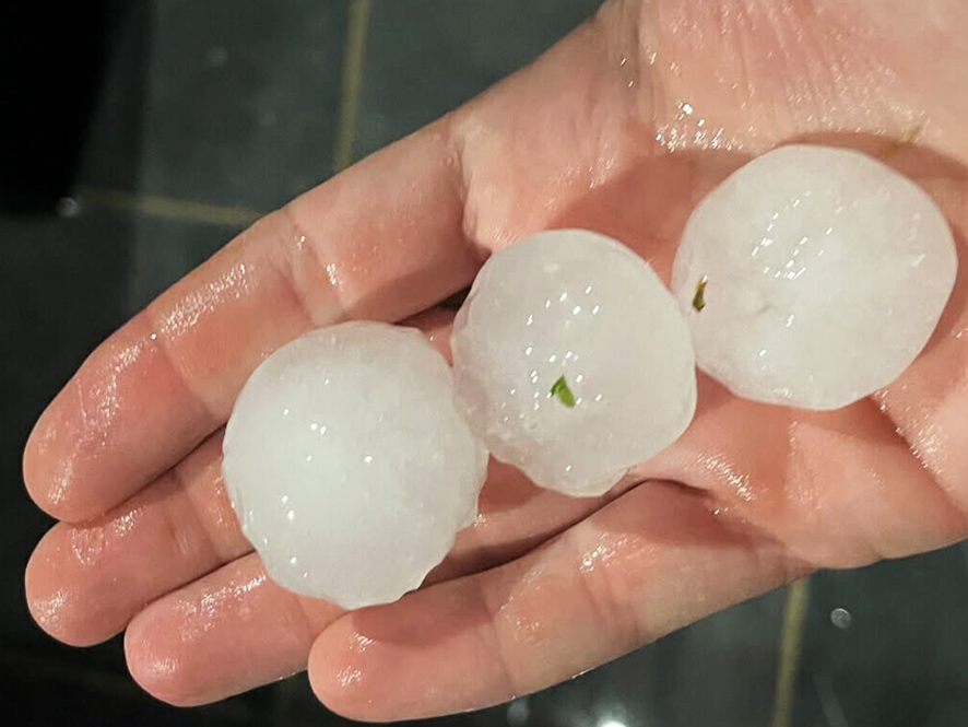 Når så store hagl bombarderer en moden druen, har druen ikke mange chancer... Foto: Ici Roussillons Facebookside.