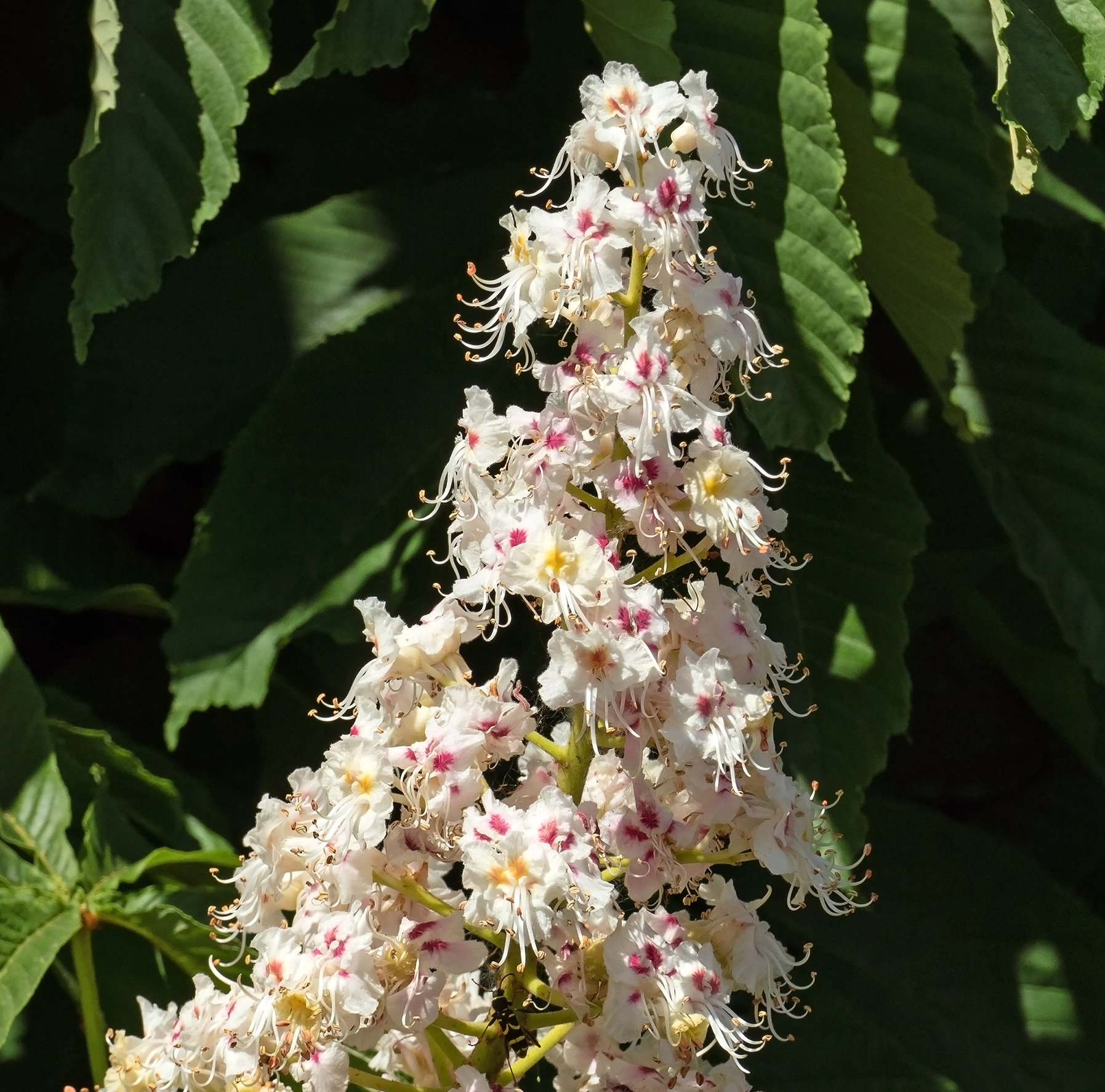 Blomst fra en hestekastanje (Aesculus hippocastanum). Foto: Wikipedia/W.carter.