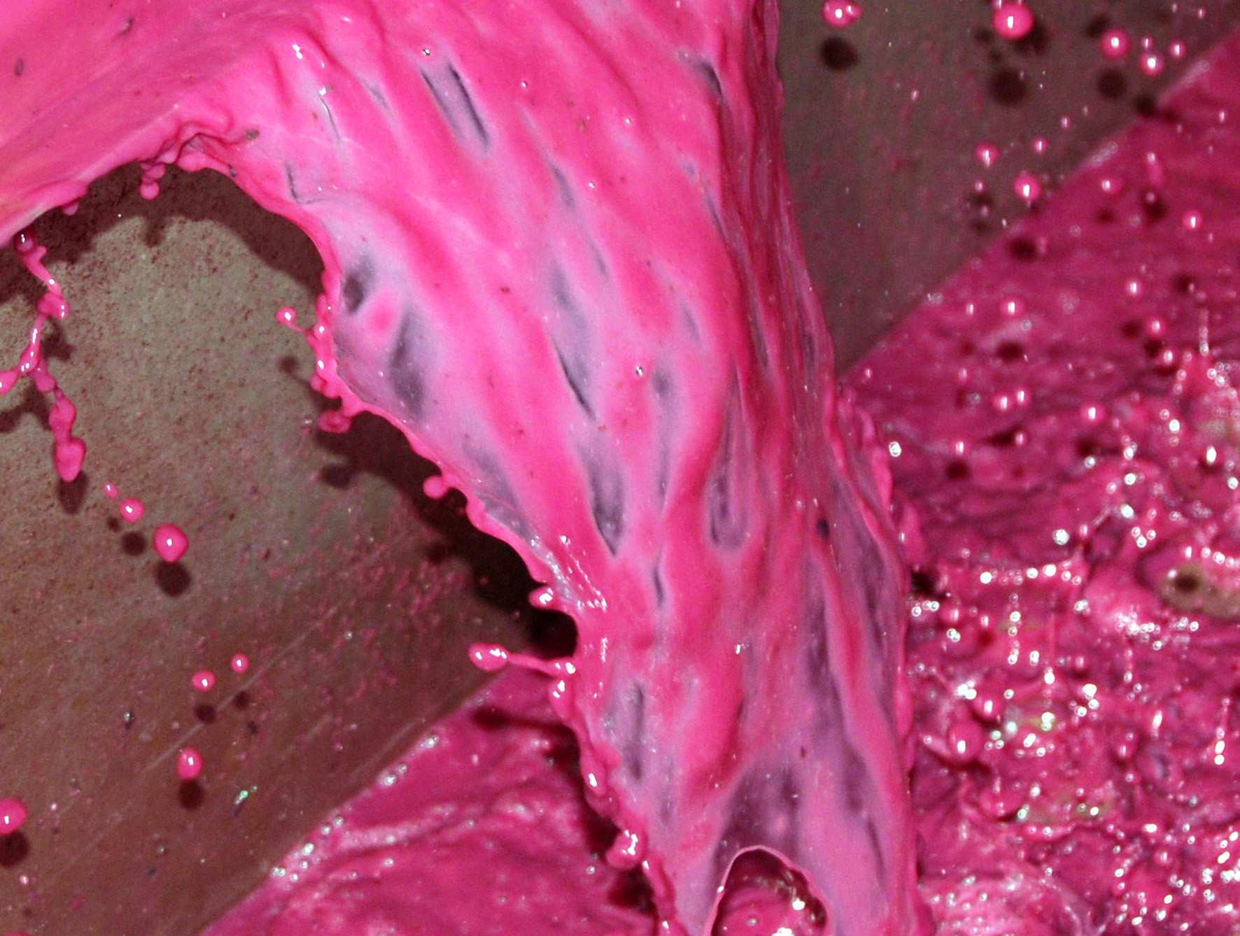 Pinot Noir-saft, der ender som rosévin. Foto: Wikipedia/Craig Camp.