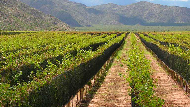 En vinmark i det argentinske La Rioja. Foto: Wines of Argentina.