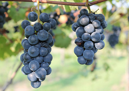 Kerner fra Lomanto-druen er blandt dem, der er sendt ud i rummet. Det er en hårdfør drue, der er hjemmehørende i Texas. Foto: Grapevarieties.info.