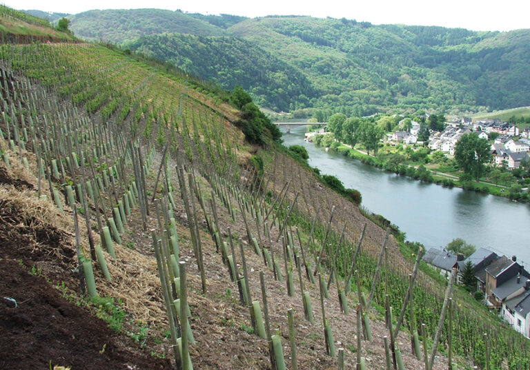 Mosel