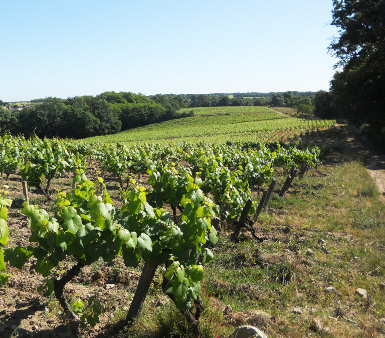 MuscadetVinmark