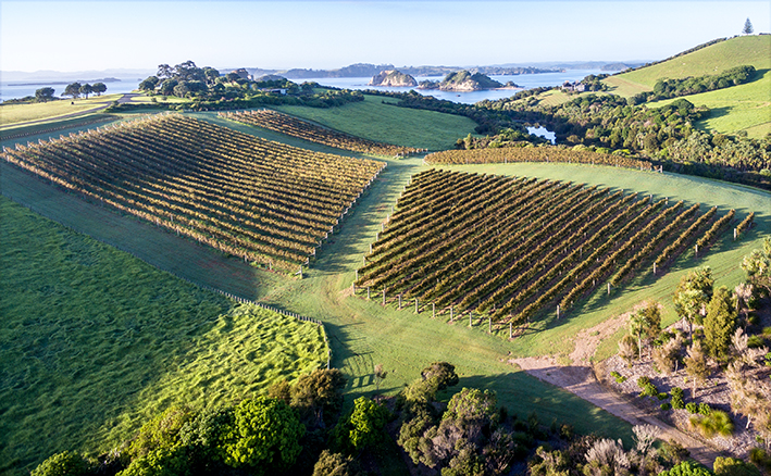 Det underskønne vinlandskab ved Northland med havet i baggrunden. Foto: New Zealand Winegrowers.