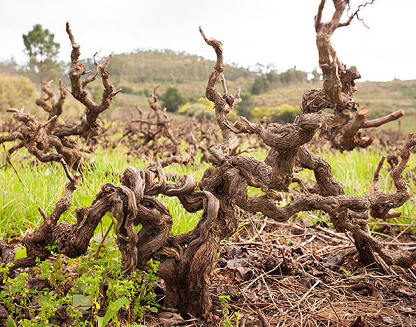 Meget gamle krogede vinstokke i Sydafrika. Foto: Old Vine Project.

