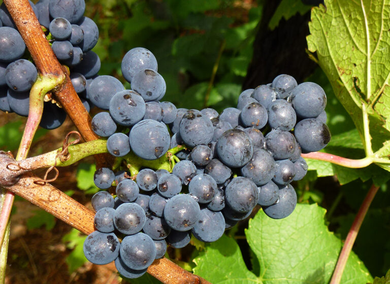 PInotNoir