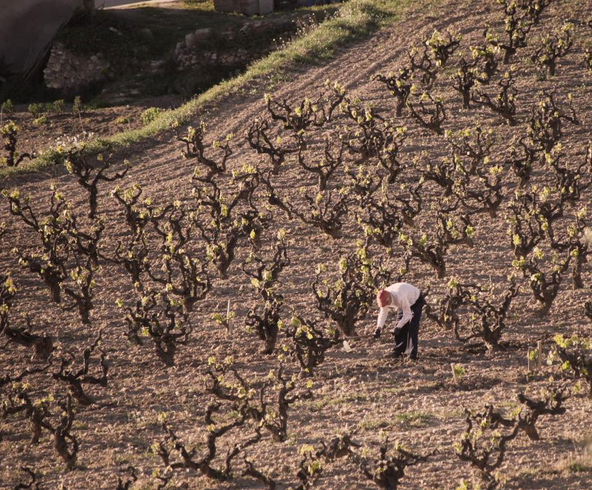 En gammel vinmark i Penedès i Catalonien. Foto: Penedès DO.