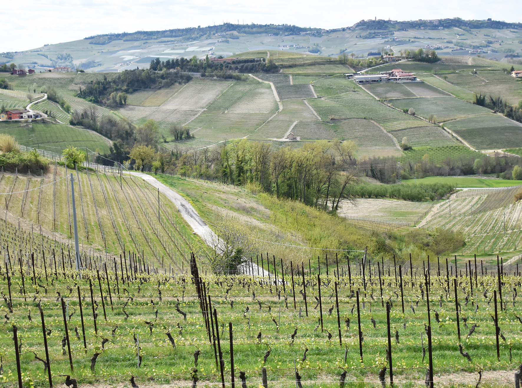 Vinmarkerne ligger tæt i Piemonte. Måske skal arealet reduceres?