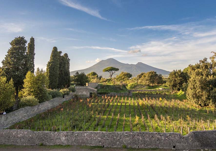 En af de muromkransede vinmarker i Pompeji med Vesuv som bagtæppe. Foto: WineNews.it.