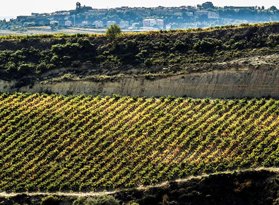 Appellationen Rioja er inddelt i tre områder: Alta, Alavesa og Oriental. På billedet ses vinmarker i Rioja Alavesa. Foto: Riojawine.com.
