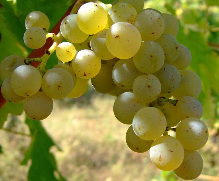 Sauvignon