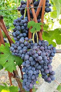 Nebbiolo er en af de druer, der nu får lov til at blive plantet i Alsace. Foto: Wikipidia/Ddraft.