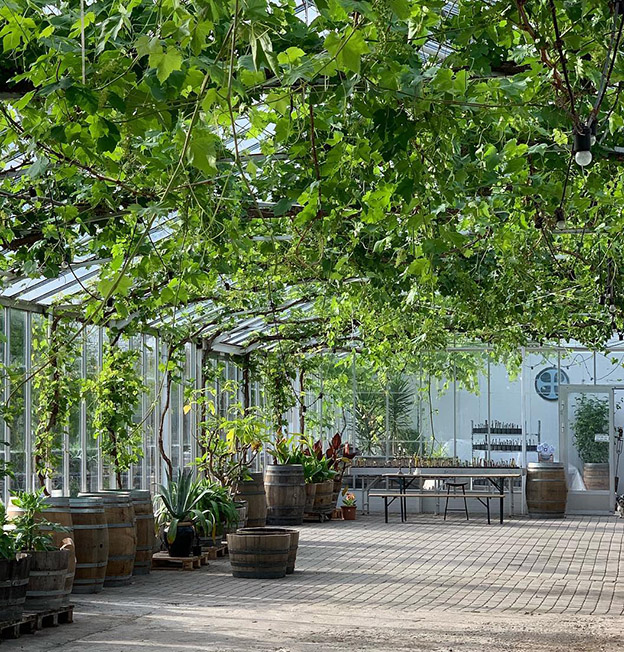 Under vinløvet i Nordlunds  store væksthus er der blevet afholdt mange arrangementer. Foto: Nordlund.