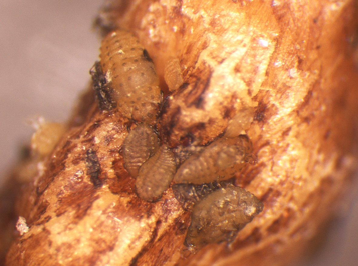 Nymfer af Phylloxera, der suger saft fra r&oslash;dderne af en vinstok. Wikipedia/Joachim Schmid, Geisenheim.