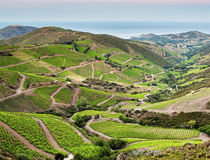 Vinmarker i Banyuls i Pyrénées-Orientales. Foto: Jc Milhet.