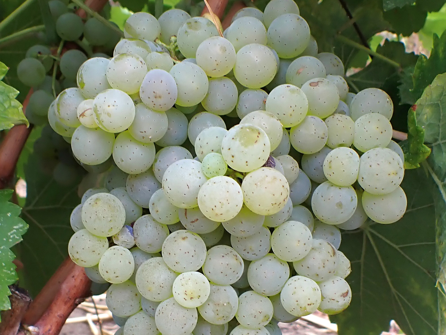 Voltis-druen har en sart gr&aring;gr&oslash;n farve. Foto: PlantGrape.fr.