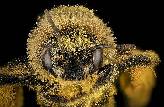 En bi indhyldet i pollen - men altså ikke fra vinstok-blomster. Foto: Wikipedia/USGS.