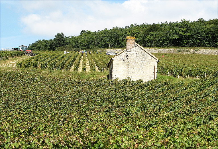 Der høstes druer i Bourgogne-appellationen Chablis. Foto: Wikipedia/CocktailSteward.