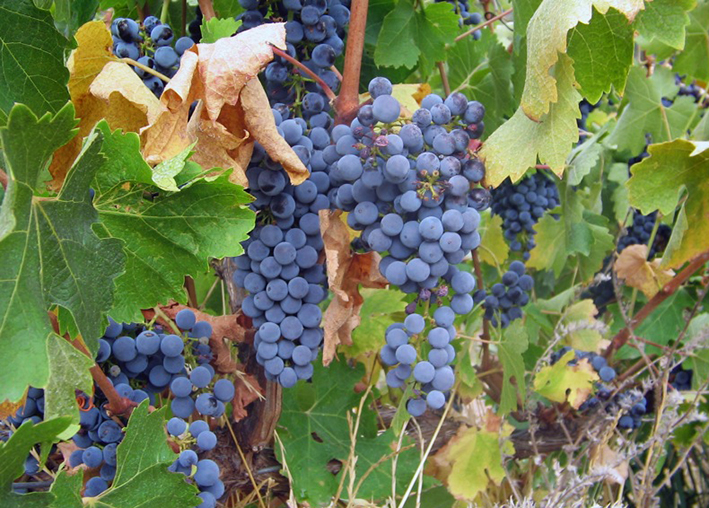 Cabernet Sauvignon var en af de fire druer, forskerne eksperimenterede med. Foto: Wikipedia/Taryn.