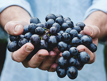 Spaniens store drue, Tempranillo. Foto: Unsplash/Maja Petric.