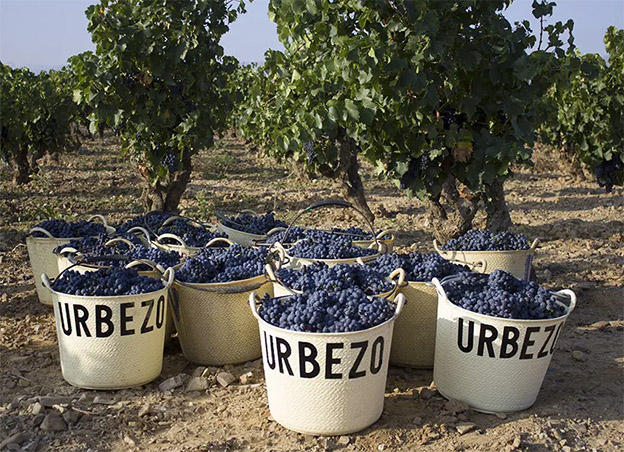 Nyhøstede druer hos vinhuset Solar de Urbezo. Foto: Bodegas Solar de Urbezo.