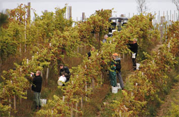 Høstscene fra Dyrehøj Vingaard på Røsnæs. Foto: Dyrehøj Vingaard.